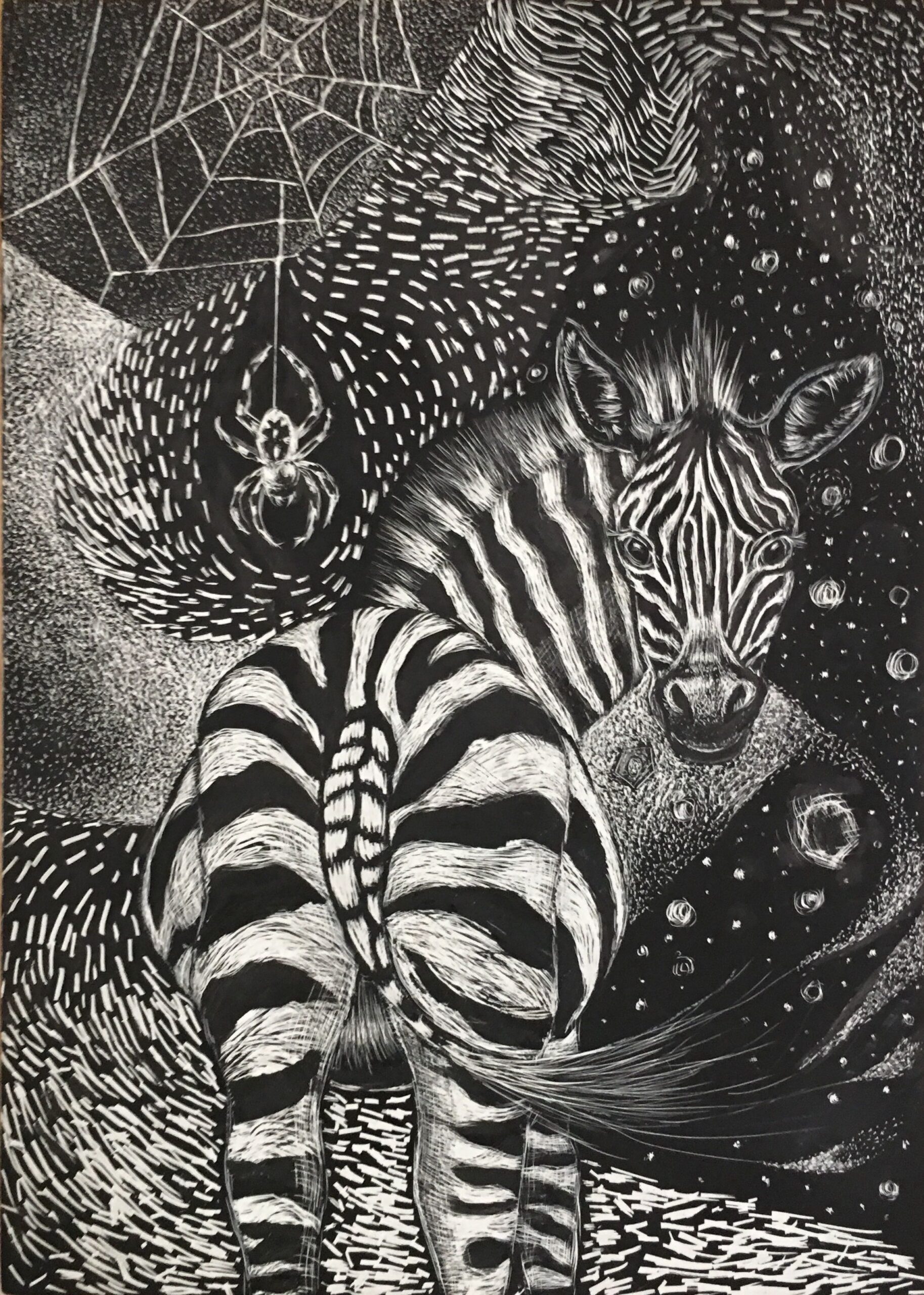 A black and white illustration of a zebra and a spider